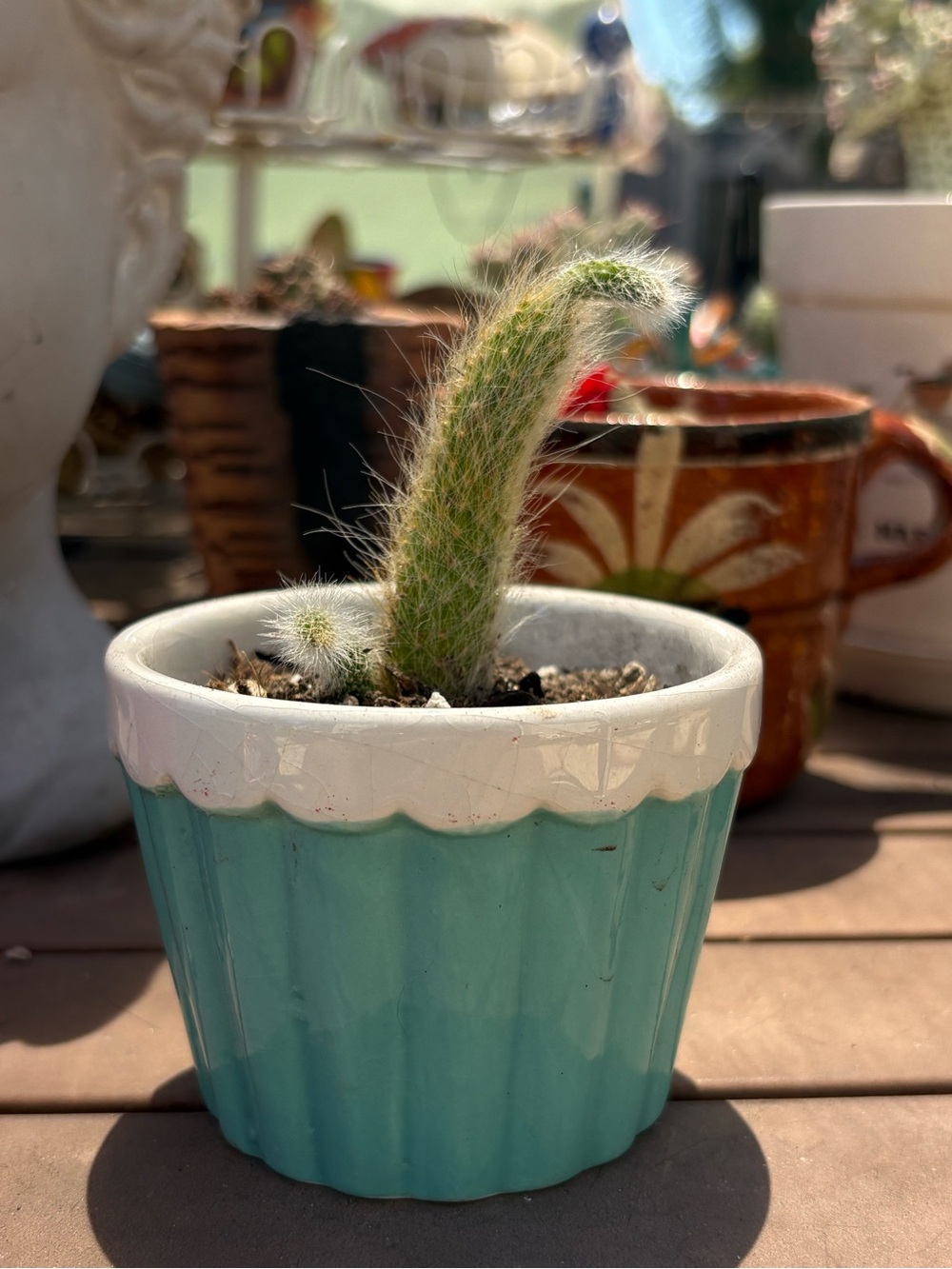 MONKEY TAIL CACTUS Home Accents Teal and White Ceramic Planter with Small Cactus